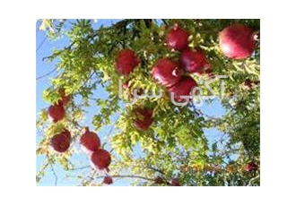 فروش انار در شیراز فروش انار مرغوب استان فارس با کیفیت عالی فروش فقط