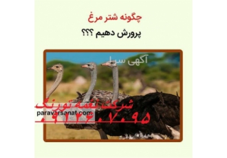 فروش جوجه شترمرغ گردن قرمز در تهران فروش جوجه شترمرغ گردن قرمز واکسن