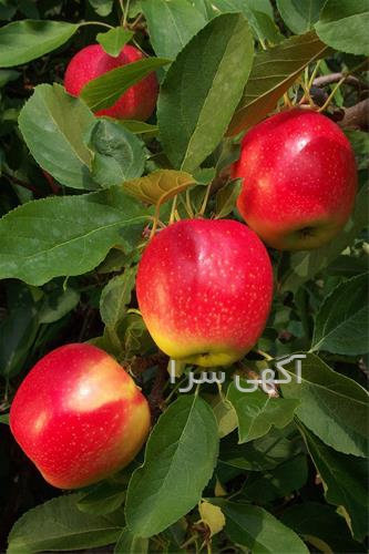 آگهی های بذر و نهال - مراغه
