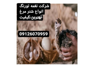 جوجه شترمرغ کانادایی یک ماهه نغمه تورنگ در تهران قیمت جوجه شترمرغ
