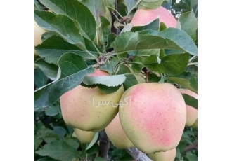 قیمت عمده نهال سیب