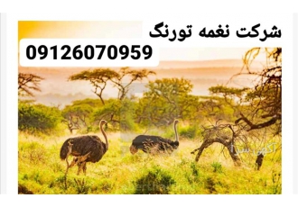 شترمرغ طیور در تهران فروش و پخش شترمرغ طیور شترمرغ یکی از سود آورترین