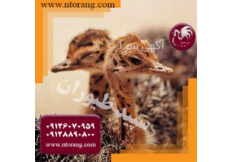 فروش جوجه شترمرغ 10 روزه ، شترمرغ 45 روزه - طیور