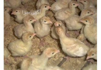 فروش جوجه شترمرغ درجه یک