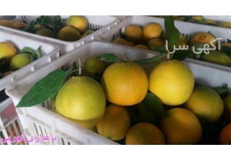 سبد گلخانه ای فروش سبد گلخانه ای ۲۵ کیلویی در تهران سبد پلاستیکی