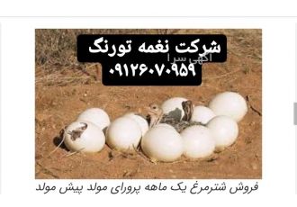 فروش و قیمت فروش شترمرغ یک ماهه طیور در تهران فروش و قیمت فروش شترمرغ