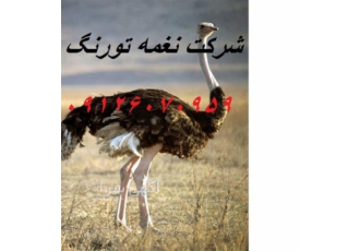 فروش وپرورش پرورش شترمرغ پرواری طیور در تهران شناخت نژادهای شترمرغ