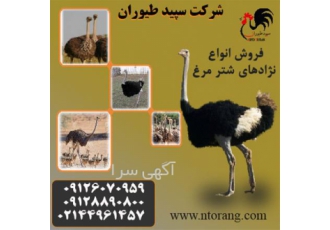 شترمرغ پرواری - فروش جوجه شترمرغ یک روز - طیور