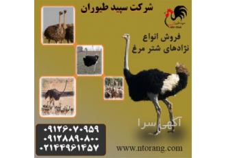 ارسال و قیمت جوجه شترمرغ همه روز طیور در تهران ارسال و قیمت جوجه