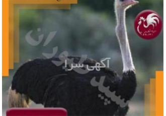 پرورش شتر مرغ گردن آبی - طیور