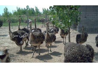 فروش جوجه شترمرغ ۱۰ روزه الی ۱۵ روزه طیور در تهران فروش شترمرغ فروش