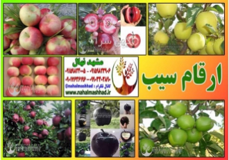 فروش ارقام مختلف نهال سیب در مشهد فروش ارقام مختلف نهال میوه سیب