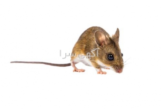 سمپاشی منزل و محل کار