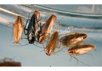 سمپاشی سوسک آلمانی پاکمهر نصف جهان در اصفهان سمپاشی سوسک ریز ریشه کنی