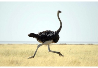 فروش جوجه شترمرغ 10 روزه _ طیور