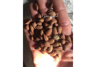 خرید و فروش الوک بادام تلخ کوهی در شیراز خرید و فروش الوک بادام تلخ