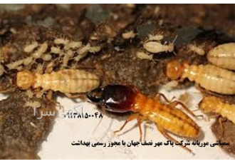 سمپاشی موریانه به صورت حرفه ای با سموم مجاز