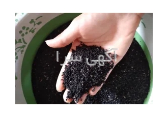 قیمت پخش سیاه دانه عمده در اصفهان پخش سیاه دانه به صورت عمده با قیمت
