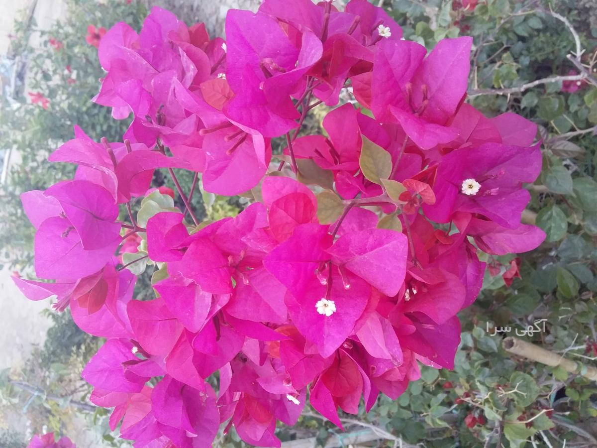 بذر گل رز رونده