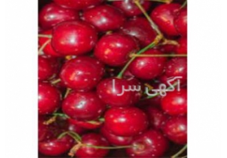 خرید آلبالو مرغوب با قیمت مناسب