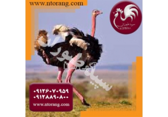 فروش جوجه شترمرغ گردن آبی 15روزه ویک ماهه - طیور