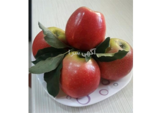 عرضه نهال سیب دورنگ پیوندی گلدانی و زمینی در ساری عرضه درخت سیب درونگ