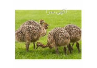 فروش جوجه شتر مرغ و پروش شتر مرغ طیور در تهران فروش جوجه شتر مرغ