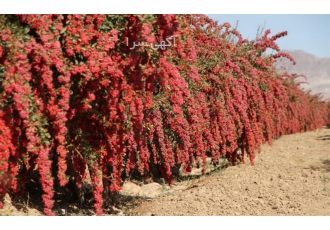 خرید مستقیم زرشک ، زعفران و عناب از کشاورز