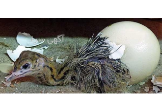 فروش مستقیم و بدون واسطه جوجه شترمرغ برای صادرات