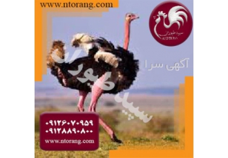 فروش شترمرغ پرواری فروش شترمرغ گوشتی در تهران فروش شترمرغ پرواری فروش
