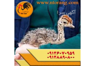 قیمت جوجه شترمرغ یک ماهه فروش جوجه شترمرغ طیور در تهران قیمت جوجه
