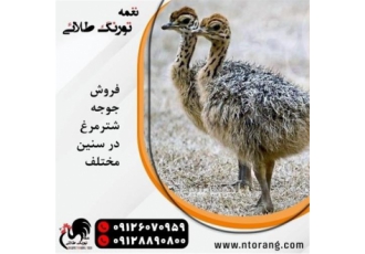 فروش شترمرغ مولد