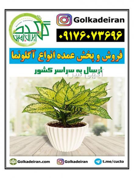 خرید بذر آگلونما قرمز