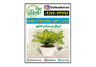 فروش و پخش عمده گل (گیاه) آگلونما