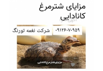 مزایای شترمرغ کانادایی نغمه طیور طیور در تهران قیمت تولید و پرورش