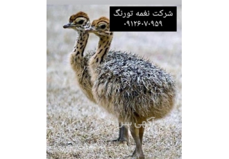 خرید جوجه شترمرغ - طیور