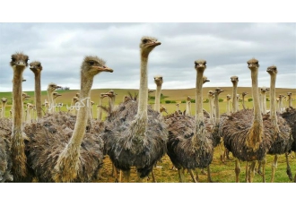 فروشنده جوجه شترمرغ یک هفته تا 4 ماهه - طیور