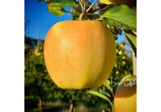 فروش نهال سیب در نهالستان منصور در میاندوآب فروش انواع رقم های مختلف