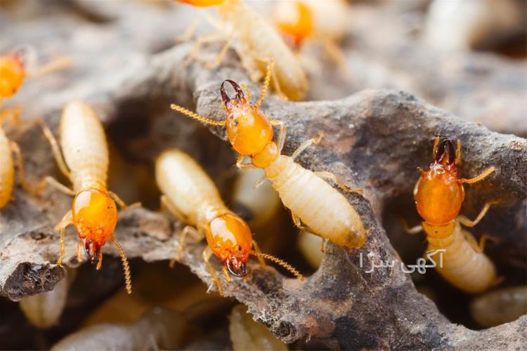 آگهی های خدمات - طرق رود