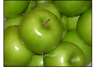 ارائه نهال سیب سبز پیوندی گلدانی green apple در ساری ارائه نهال سیب سبز