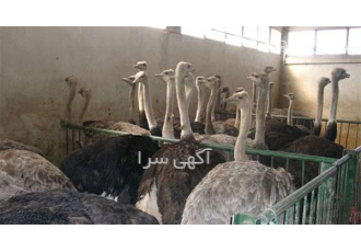 قیمت روز شترمرغ زنده - طیور