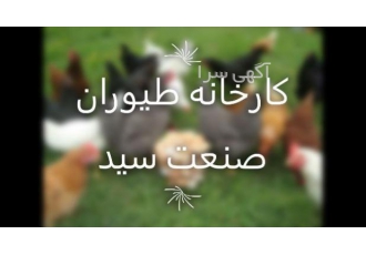 فروش جوجه یکروزه درجه۱ انواع نژادها تو لید و هچر فروش جوجه یکروزه درجه