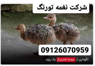 جوجه شترمرغ یک روزه _ طیور