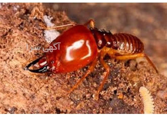 سمپاشی و موریانه زدایی با مجوز