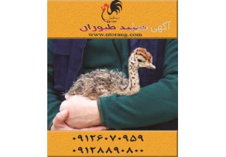خرید و فروش شترمرغ در سنین مختلف طیور در تهران خرید و فروش شترمرغ