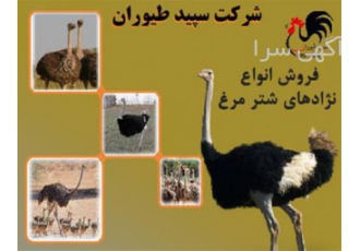 جوجه شترمرغ جوجه شترمرغ ۳ ماهه طیور در تهران جوجه شترمرغ جوجه