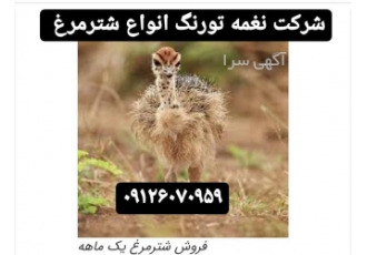 جوجه شترمرغ ۳ ماهه طیور در تهران جوجه شترمرغ 3 ماهه استان تهران طیور