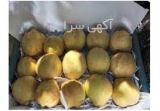 فروش میوه به مرغوب