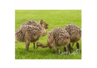 قیمت فروش جوجه شتر مرغ - تضمین کیفیت