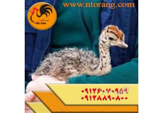 قیمت جوجه شترمرغ یک ماهه - فروش جوجه شترمرغ